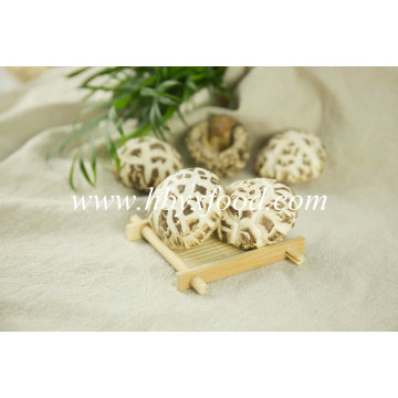 Bulk Crop Dried Log White Flower Shiitake Mushroom